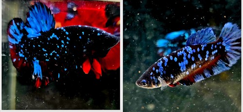 Live betta fish avatar pair - live,